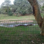 crocodiles in the park